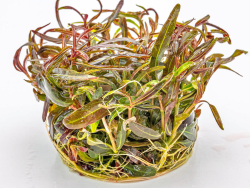Besonderer Wasserfreund - Hygrophila lancea 'Araguaia' in vitro